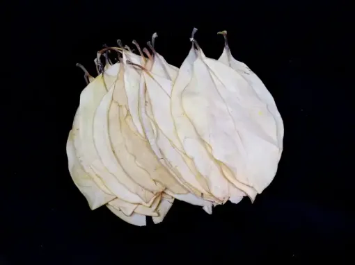 Imagen de Hojas de Magnolia en paquete