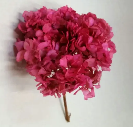 Imagen de Ramo de hortensias glicerinadas de color rosado