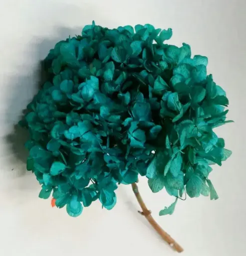 Imagen de Ramo de hortensias glicerinadas de color verde esmeralda