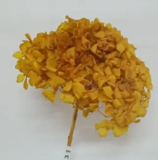 Imagen de Ramo de hortensias glicerinadas de color amarillo ocre