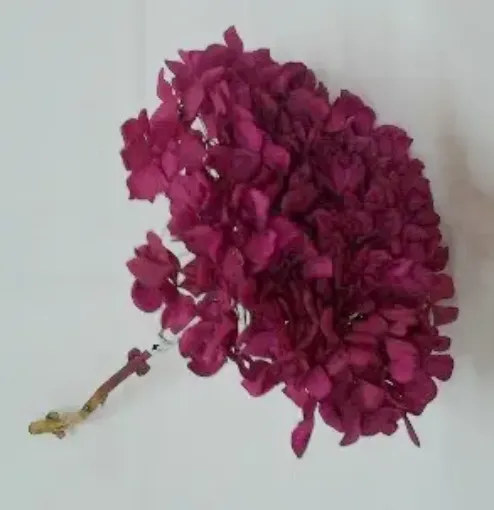 Imagen de Ramo de hortensias glicerinadas de color magenta