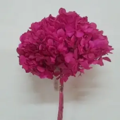 Imagen de Ramo de hortensias glicerinadas de color rosa fuerte
