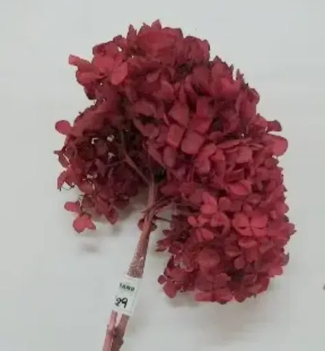 Imagen de Ramo de hortensias glicerinadas de color teja