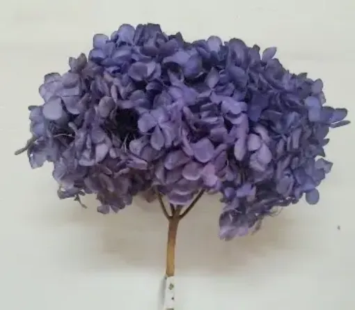 Imagen de Ramo de hortensias glicerinadas de color lila