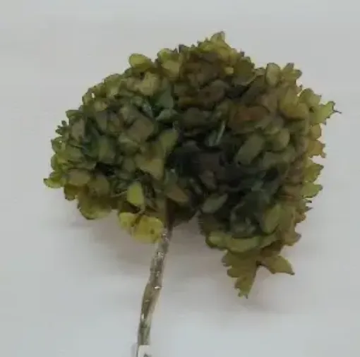 Imagen de Ramo de hortensias glicerinadas de color verde oliva
