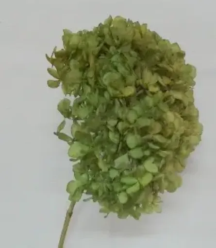 Imagen de Ramo de hortensias glicerinadas de color verde claro 