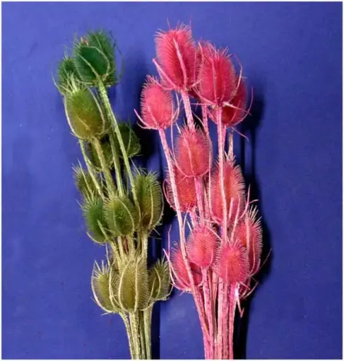 Imagen de Ramo de cardos secos variedad de colores