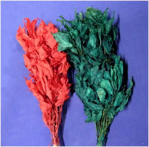 Imagen de Ramo de brachichito seco para arreglos Variedad de colores