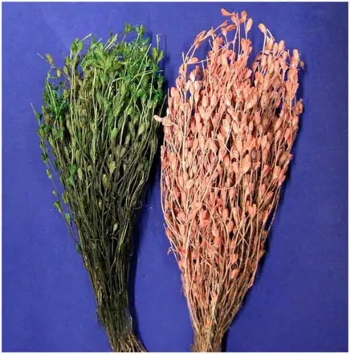 Imagen de Ramo de caracolito flores secas varios colores