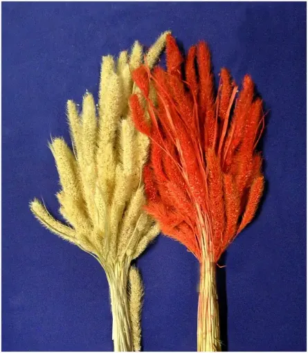 Imagen de Ramo de flores secas moas  variedad de colores a eleccion
