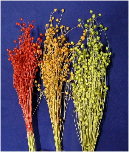 Imagen de Ramo de lino seco para arreglos florales Variedad de colores