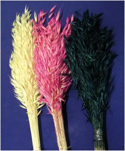 Imagen de Ramo de avena seco variedad de colores