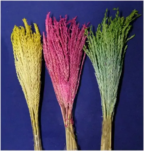 Imagen de Ramo de flores secas espiga de maiz o choclo colores a eleccion