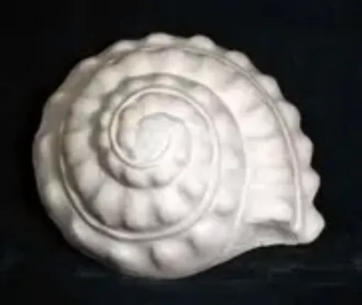 Imagen de Caracol espiral 7x8cms
