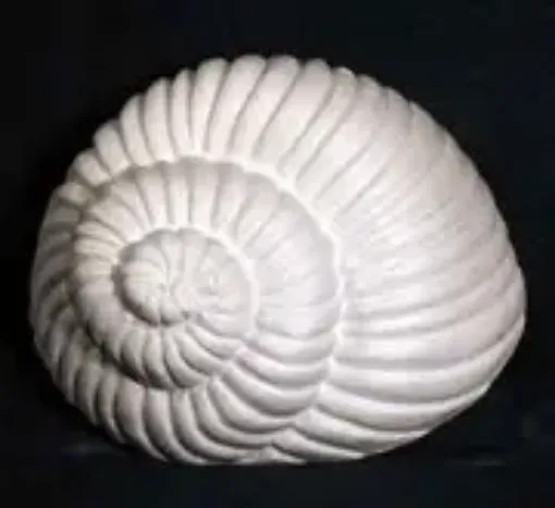 Imagen de Caracol espiral rayado 7x8cms