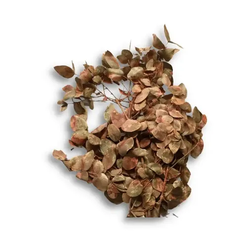 Imagen de Ramo de eucaliptus seco de hoja redonda mini procesado color marron claro