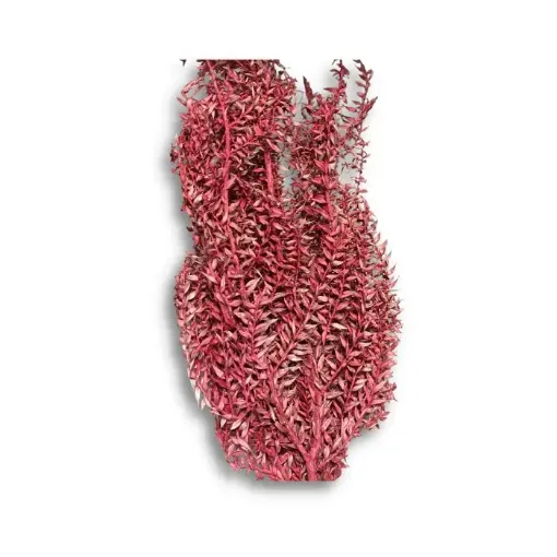 Imagen de Ramo de Papiro seco color rojo claro
