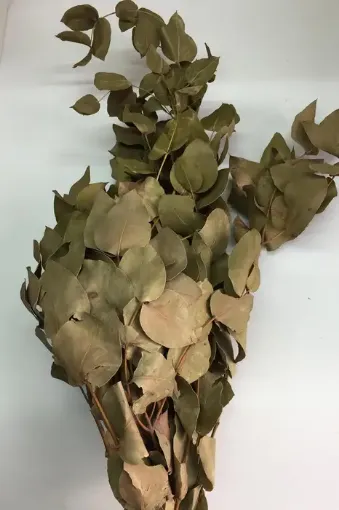Imagen de Ramo de eucaliptus seco de hoja redonda procesado color verde natural