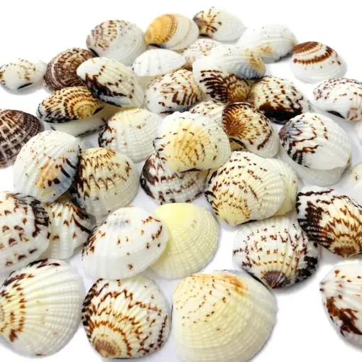 Imagen de Caracolas conchas chatas blanco con marron *200grs.