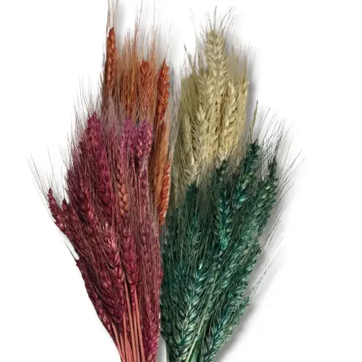 Imagen de Ramo seco de espiga de trigo Variedad de colores