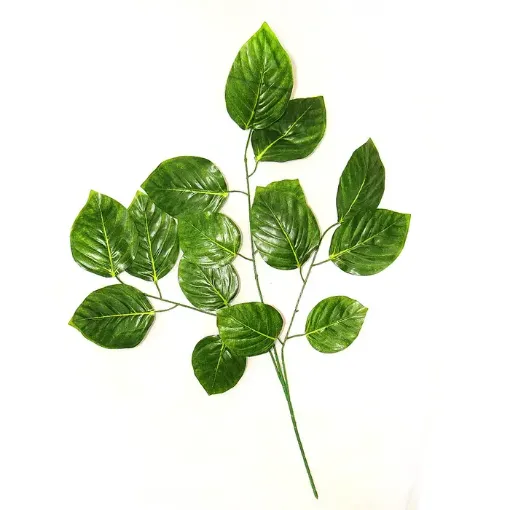 Imagen de Vara de 68x55cms. de hojas grandes de 10 a 14cms.