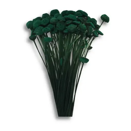 Imagen de Ramo de flores secas Botones de color verde