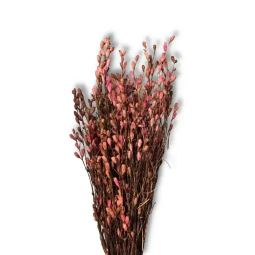 Imagen de Ramo de caracolito flores secas color Rosado