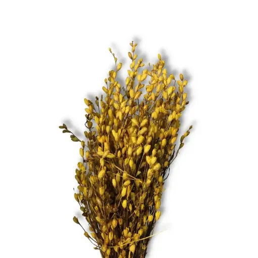 Imagen de Ramo de caracolito flores secas color Amarillo