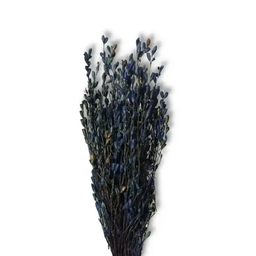 Imagen de Ramo de caracolito flores secas color Azul