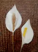 flor artificial artesanal 30cms modelo cala lienzo f002 1