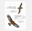 Imagen de Libro Dibujo de Aves editorial "PARRAMON" 21x28cms 192pags