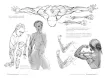 libro anatomia artistica 7 cuerpos musculados por michel lauricella editorial ggdiy 96pags 12x18cms 5