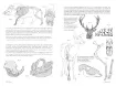 libro anatomia artistica 9 mamiferos morfologia por michel lauricella editorial ggdiy 96pag 12x18cms 4
