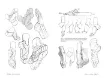 libro anatomia artistica 6 manos pies por michel lauricella editorial ggdiy 96pags 12x18cms 4