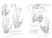 libro anatomia artistica 5 articulaciones por michel lauricella editorial ggdiy 96pags 12x18cms 4