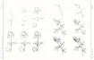 libro 100 flores plantas dibujo realista por melissa washburn editorial librero 112pags 22x28cms 5