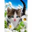 set pintura diamantes art gem 5d lamina 30x40cms modelo gatitos 010x 0