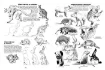 libro animales como dibujar su forma movimiento por kack hamm editorial ggdiy 128pag 20 5x27 5cms 3