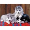 set pintura diamantes art gem 5d lamina 30x40cms modelo perritos 27 0