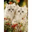 set pintura diamantes art gem 5d lamina 30x40cms modelo gatitos 010j 0