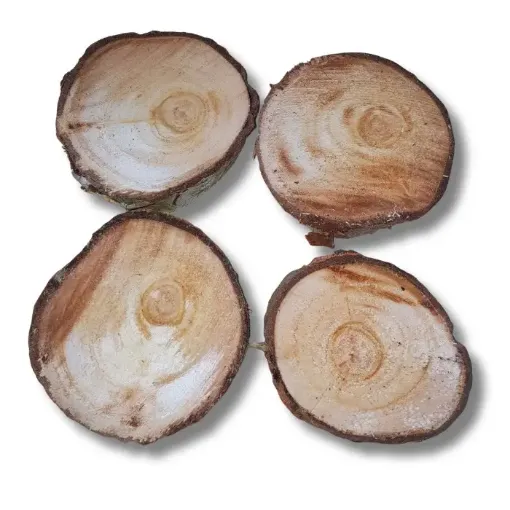 rodajas tronquitos madera alamo nacional 7 10cms por unidad 0