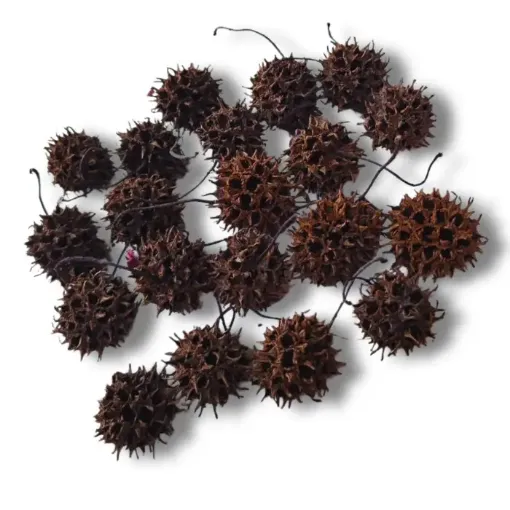 semillas bolsa fruto liquidambar 0
