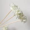varilla ratan 20cms flor 4 5cms blanca para hornito esencias set x5 varas 1