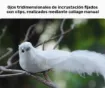 pajarito decorativo paloma blanca brillo medida 17 8x4 6cms por unidad 1