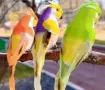pajarito decorativo loro medida 15x4cms por unidad varios colores 2