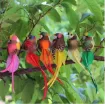 pajarito decorativo titirijies cola larga medida 13 5x4cms por unidad varios colores 3