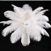 pluma blanca 15 20cms por 5 unidades 0