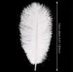 pluma blanca 15 20cms por 5 unidades 1