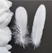 pluma blanca 15 20cms por 5 unidades 2