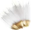 pluma blanca punta dorada 10 15cms por 10 unidades 1